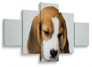 Obraz Beagle (125x70 cm)