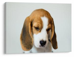 Obraz Beagle (70x50 cm)