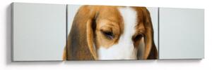 Obraz Beagle (170x50 cm)