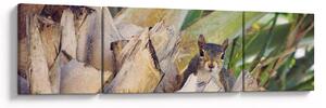 Obraz wiewiórki na drzewie (170x50 cm)