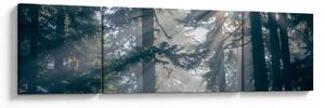 Obraz drzew, przez które prześwieca słońce (170x50 cm)