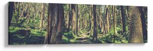 Obraz ścieżki pomiędzy drzewami (170x50 cm)