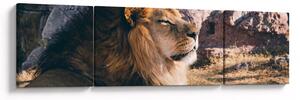 Obraz leżącego lwa (170x50 cm)