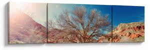 Obraz drzewa na pustyni (170x50 cm)