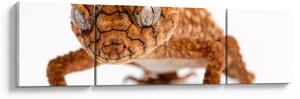 Obraz jaszczurki (170x50 cm)