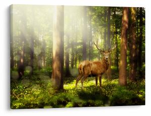 Obraz jelenia w lesie (70x50 cm)