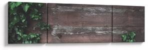 Obraz - Bluszcz (170x50 cm)