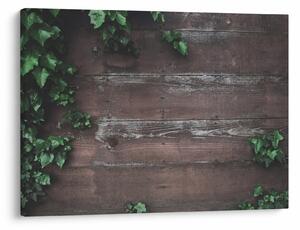 Obraz - Bluszcz (70x50 cm)