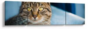 Obraz - Kot domowy (170x50 cm)