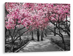 Obraz drzew magnolii (70x50 cm)