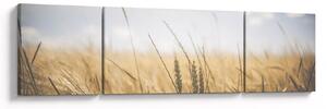 Obraz ziarna (170x50 cm)