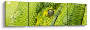 Obraz węża (170x50 cm)