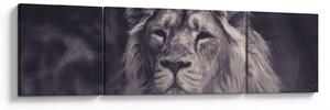 Obraz lwa (170x50 cm)