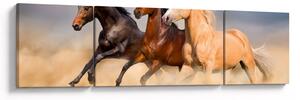 Obraz - Dzikie konie (170x50 cm)