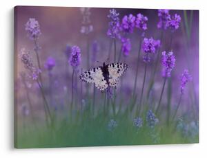 Obraz - Motyl w lawendach (70x50 cm)