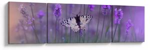Obraz - Motyl w lawendach (170x50 cm)
