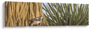 Obraz - Strzyżyk (170x50 cm)