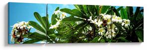 Obraz - Plumeria (170x50 cm)