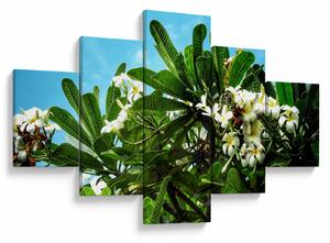 Obraz - Plumeria (125x70 cm)