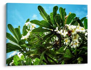 Obraz - Plumeria (70x50 cm)