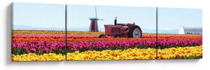 Obraz farmy tulipanów (170x50 cm)