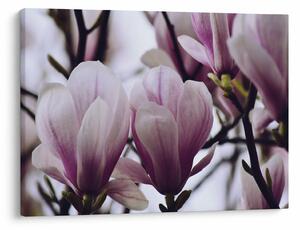 Obraz - Magnolia (70x50 cm)