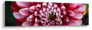 Obraz różowej dalii (170x50 cm)
