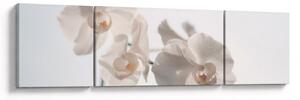 Obraz białej orchidei (170x50 cm)