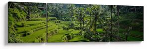 Obraz tarasów ryżowych Tegalalang, Bali (170x50 cm)