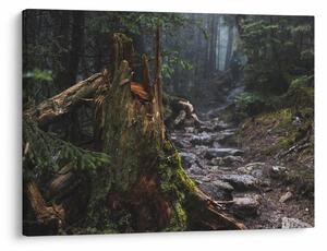Obraz - W lesie (70x50 cm)