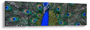 Obraz - Paw (170x50 cm)