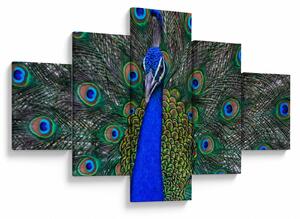 Obraz - Paw (125x70 cm)