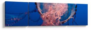 Obraz meduzy (170x50 cm)