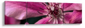 Obraz różowego kwiatu powojnika (170x50 cm)