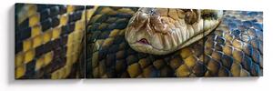 Obraz - Pyton (170x50 cm)