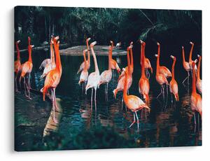Obraz stada flamingów (70x50 cm)