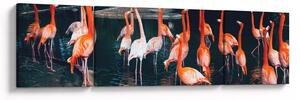 Obraz stada flamingów (170x50 cm)