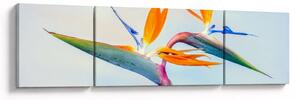 Obraz kwiatu Strelicji (170x50 cm)