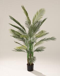 Palma Areka w doniczce 185 cm