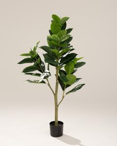 Fikus w doniczce 145 cm