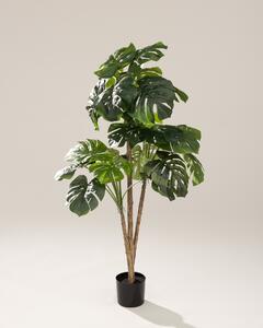 Monstera w doniczce 145 cm
