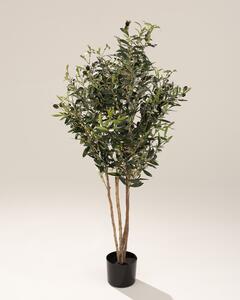 Drzewko oliwne w doniczce 130 cm