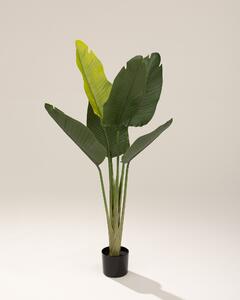 Strelicja w doniczce 130 cm