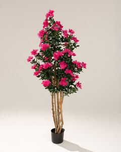 Drzewko Azalea w doniczce 170 cm
