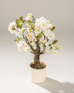 Drzewko Wiśnia Sakura w doniczce 50 cm
