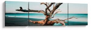 Obraz - Wyłowiono na plaży (170x50 cm)