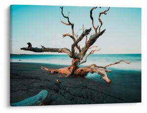 Obraz - Wyłowiono na plaży (70x50 cm)