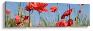 Obraz - Maki (170x50 cm)