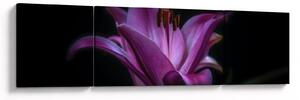 Obraz lilii (170x50 cm)