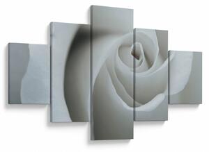 Obraz - Biała róża (125x70 cm)